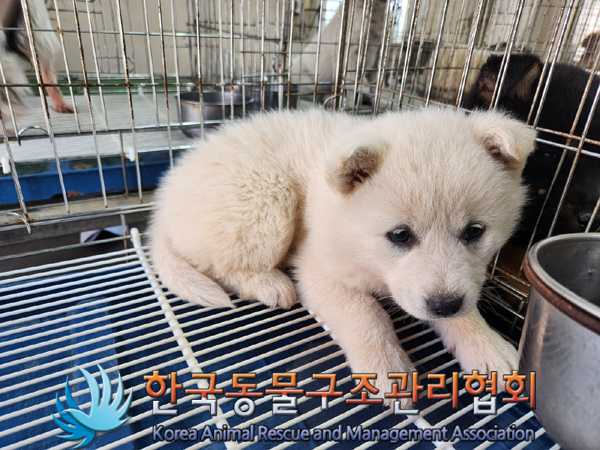 한국동물구조관리협회_441406202300477